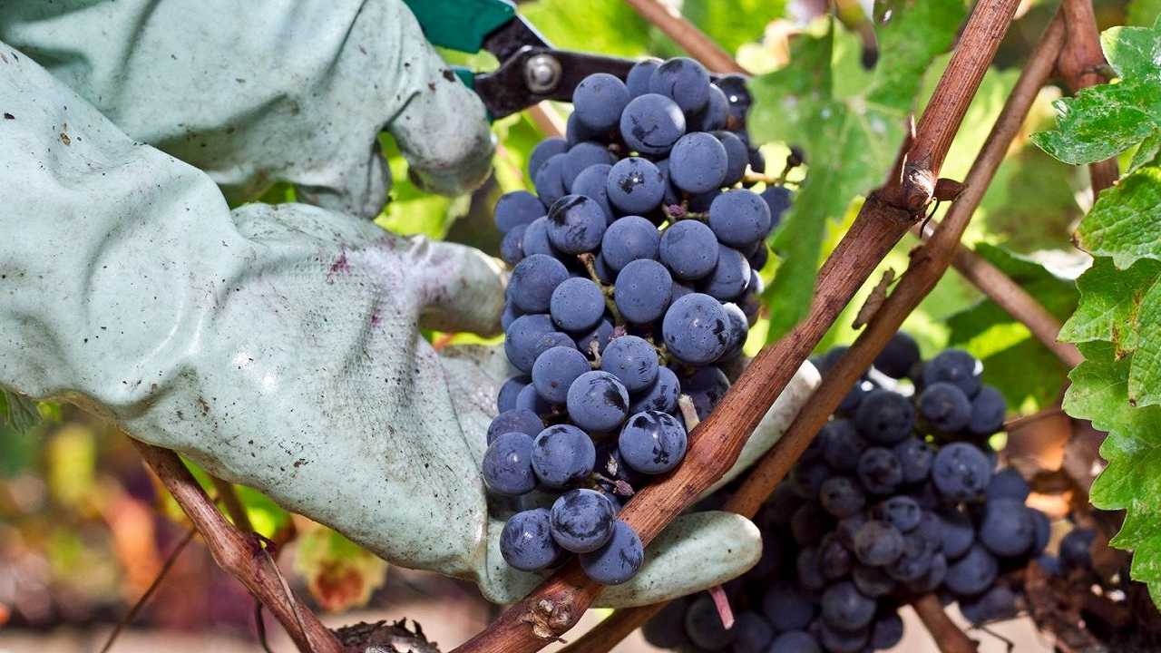 Siamo a inizio agosto ed è già partita la vendemmia 2024