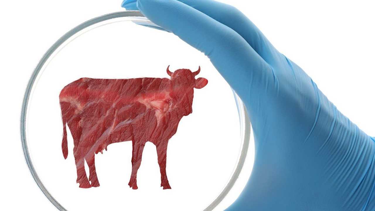Israele è il primo Paese ad approvare la carne coltivata da cellule bovine
