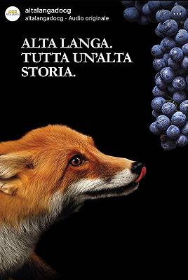 alta langa volpe e l'uva