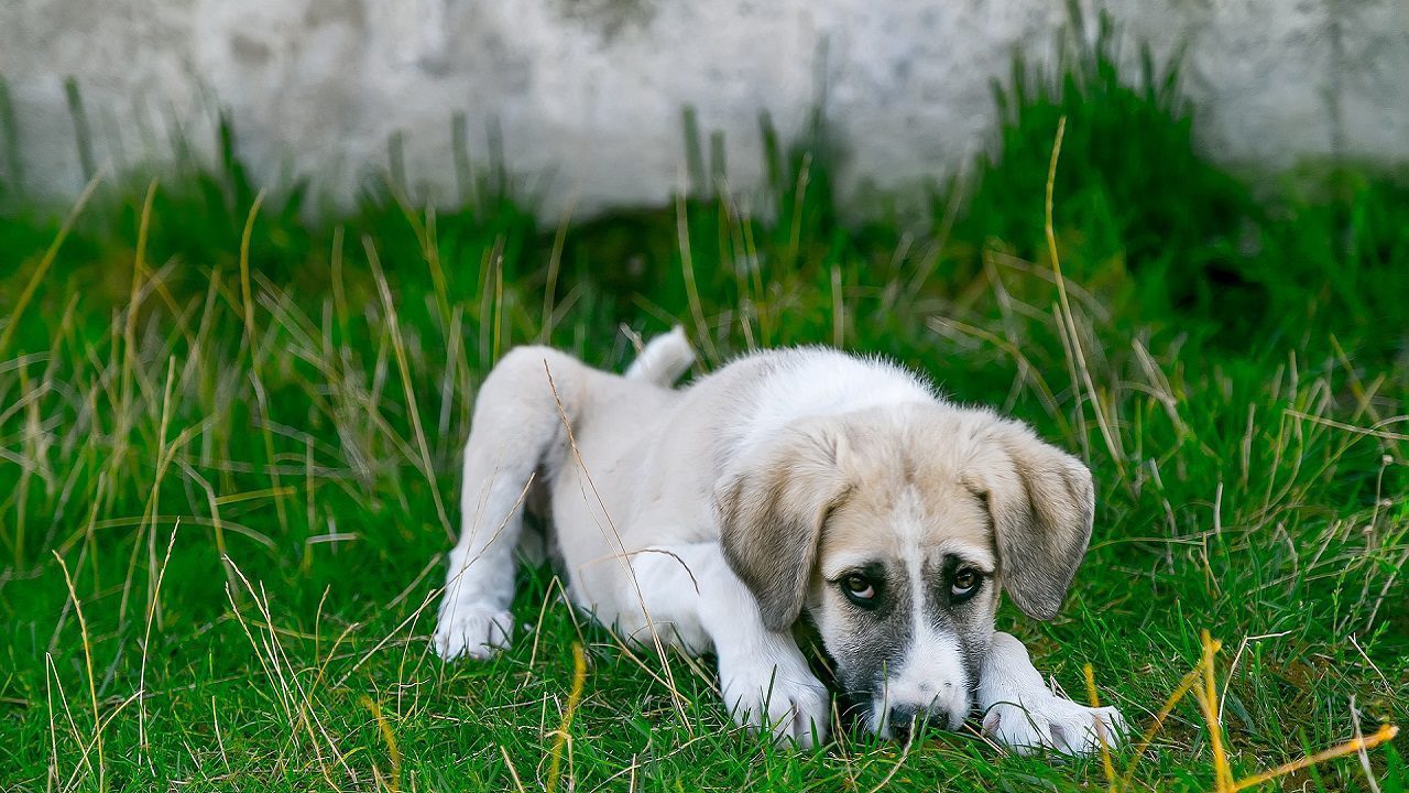 La Corea del Sud bandisce la carne di cane: più che l’etica potè la moda