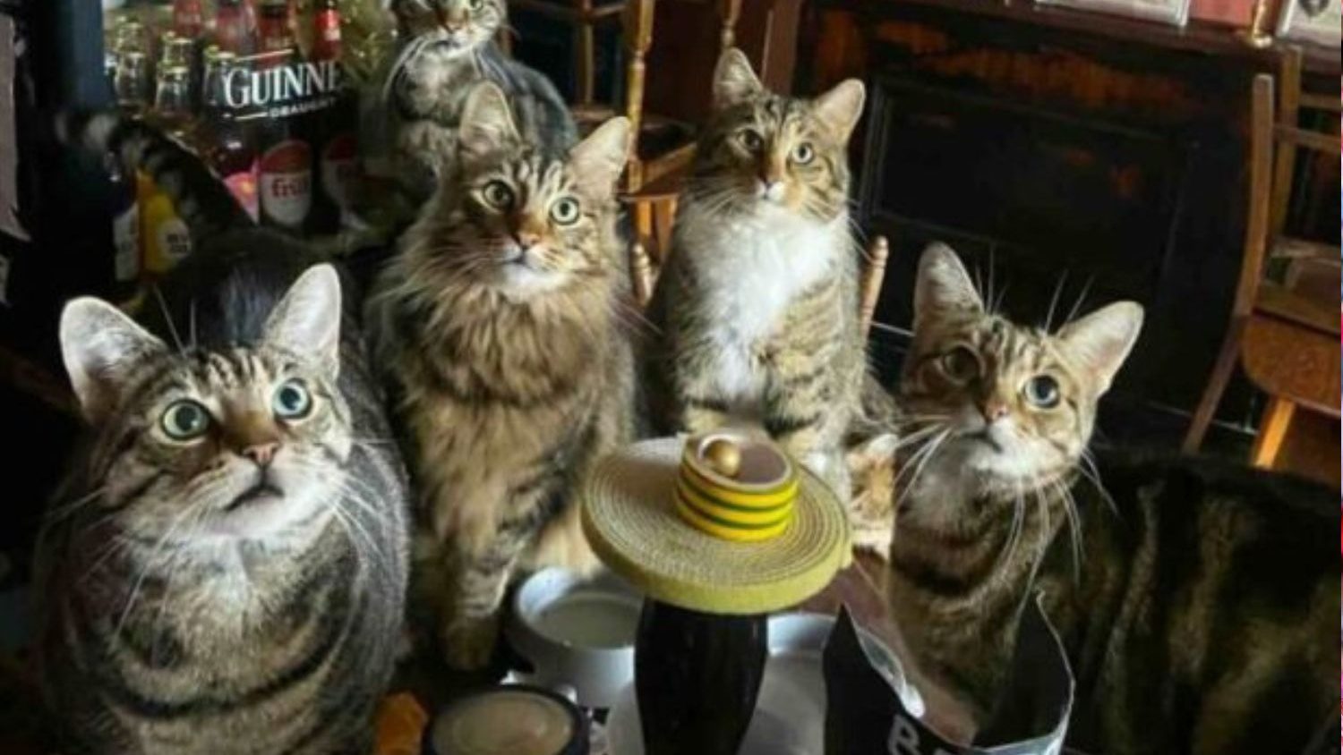 Cat pub