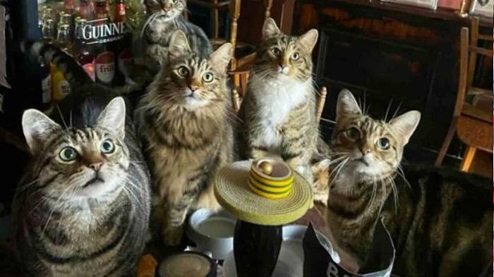 Dopo i cat café, ecco i cat pub: il primo si trova nel Regno Unito