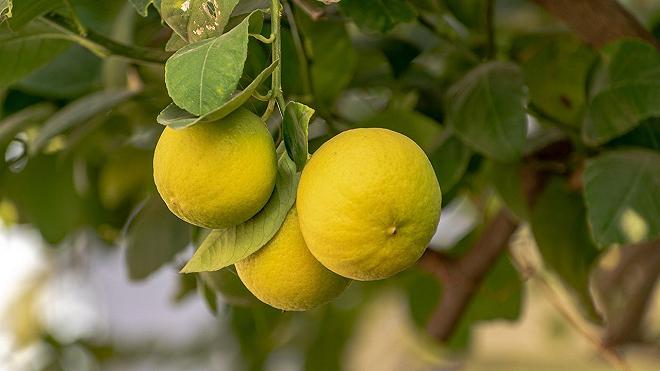 limoni