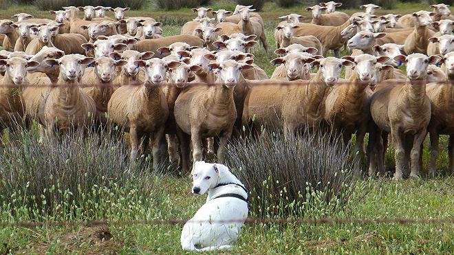 pecore pastore cane