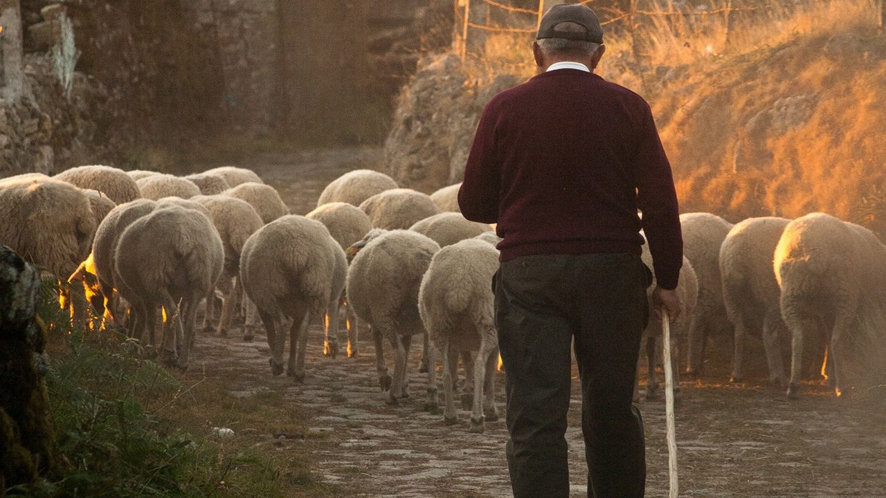 In Sardegna è (di nuovo) allarme lingua blu