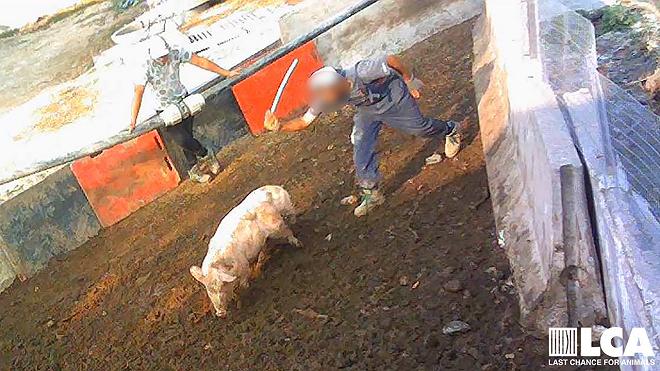 peste-suina-maltrattamenti-denuncia
