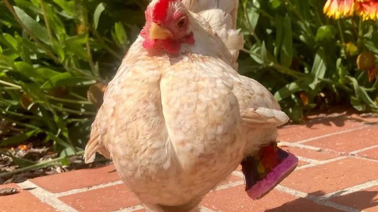 Sì, un pollo senza zampe ora cammina in pantofole, ed è diventato una star di TikTok