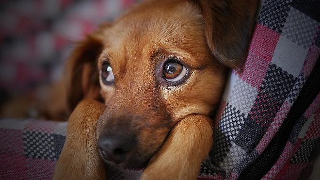 cucciolo cane