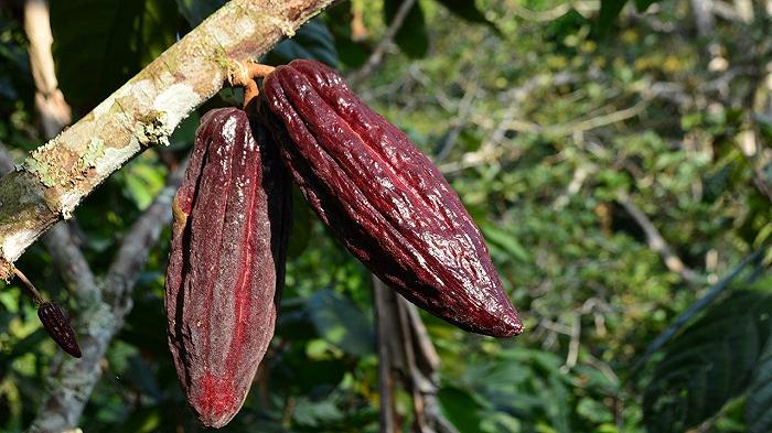 Siete certi che il vostro cioccolato non sia raccolto da bambini di cinque anni?