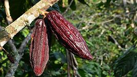 L’aumento del prezzo del cacao è impressionante, e ce ne accorgeremo con le uova di Pasqua
