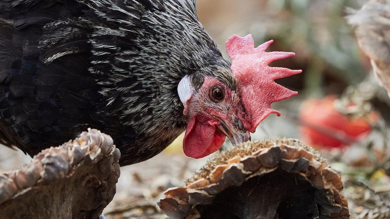Il pollo Romagnolo è diventato un nuovo Presidio Slow Food