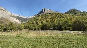 Arriva il primo Riesling di montagna in Piemonte