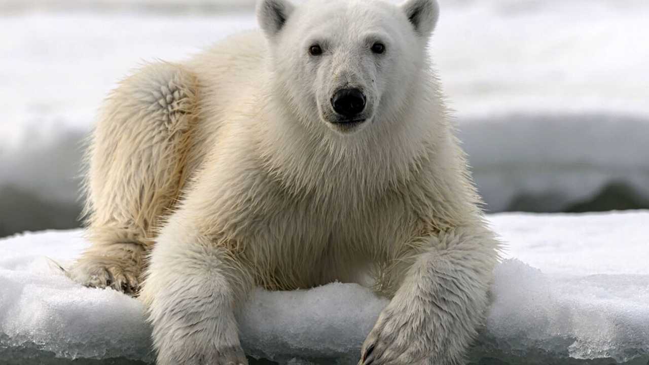 L’influenza aviaria ha ucciso per la prima volta un orso polare