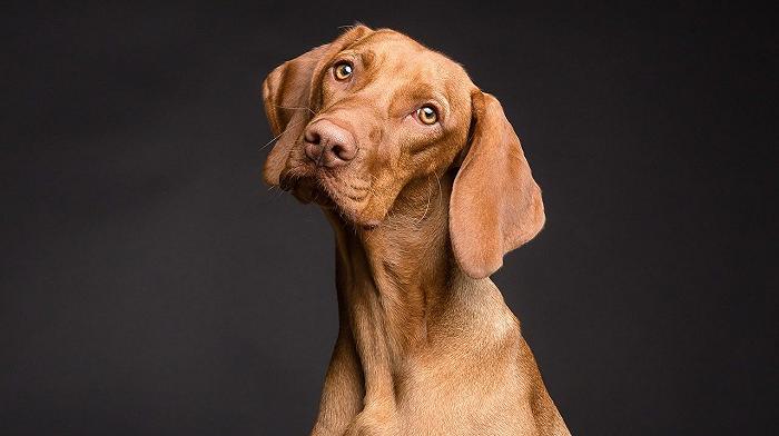 Ora è ufficiale: la Corea del Sud rinuncia per sempre alla carne di cane