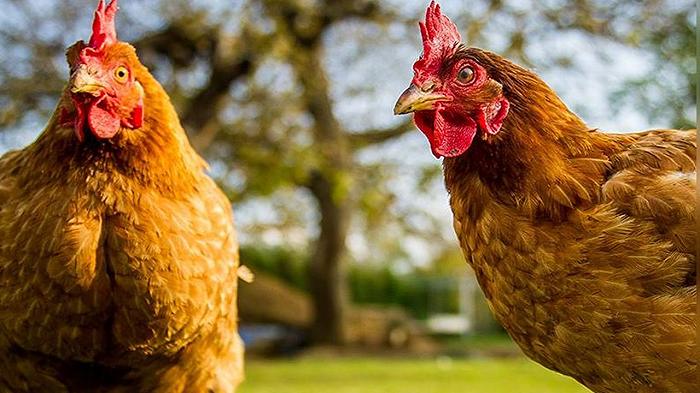 Fileni multata per 100mila euro: il suo pollo non mangia solo italiano