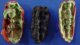 Trovata una “gomma da masticare” di diecimila anni fa