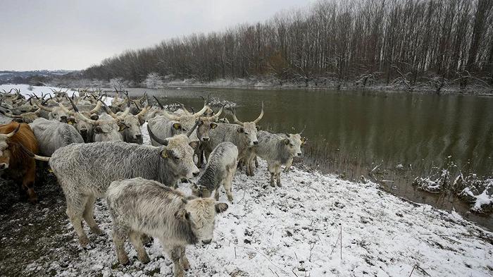 Circa 200 animali da allevamento sono rimasti bloccati su un’isola per la piena del Danubio