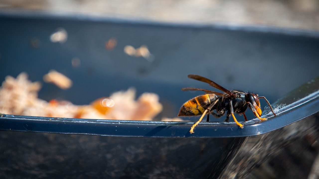 Allarme vespa velutina, specie aliena invasiva: a rischio gli alveari italiani