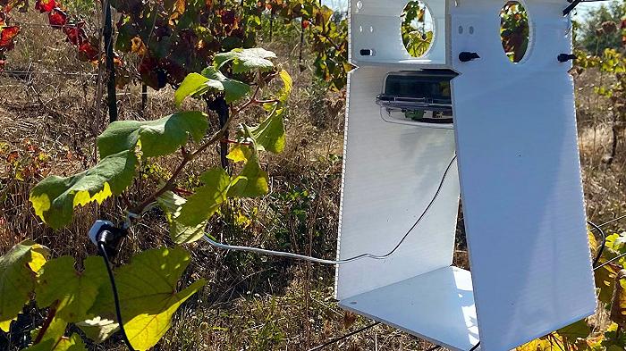 L’IA come alleata del vino: è nato un robot che protegge i vigneti dai parassiti