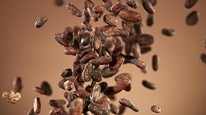 SottoFava, il primo festival dedicato al cioccolato bean to bar italiano