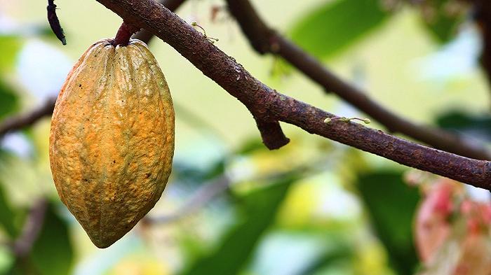 Prezzi record per il cacao: la produzione cala drasticamente