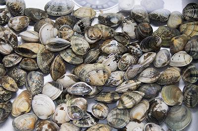 Lavate le vongole