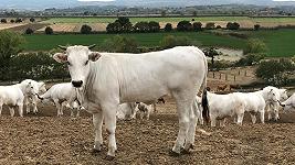 La Chianina in crisi: cosa non abbiamo capito di “mangiare meno carne, ma buona”?