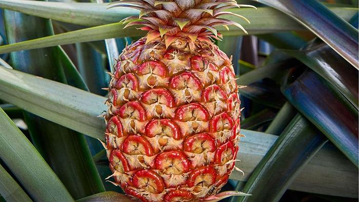 L’ananas più raro al mondo è rosso e costa più di 350 euro