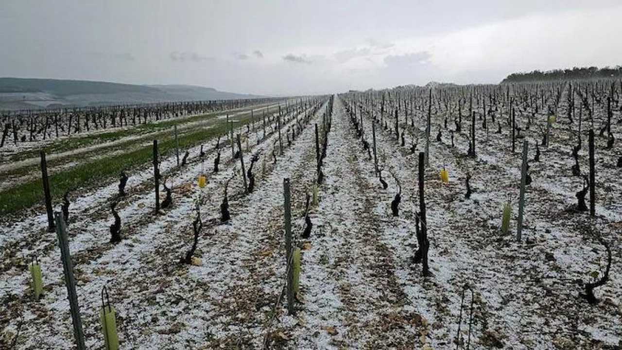 La grandine devasta i vigneti di Chablis