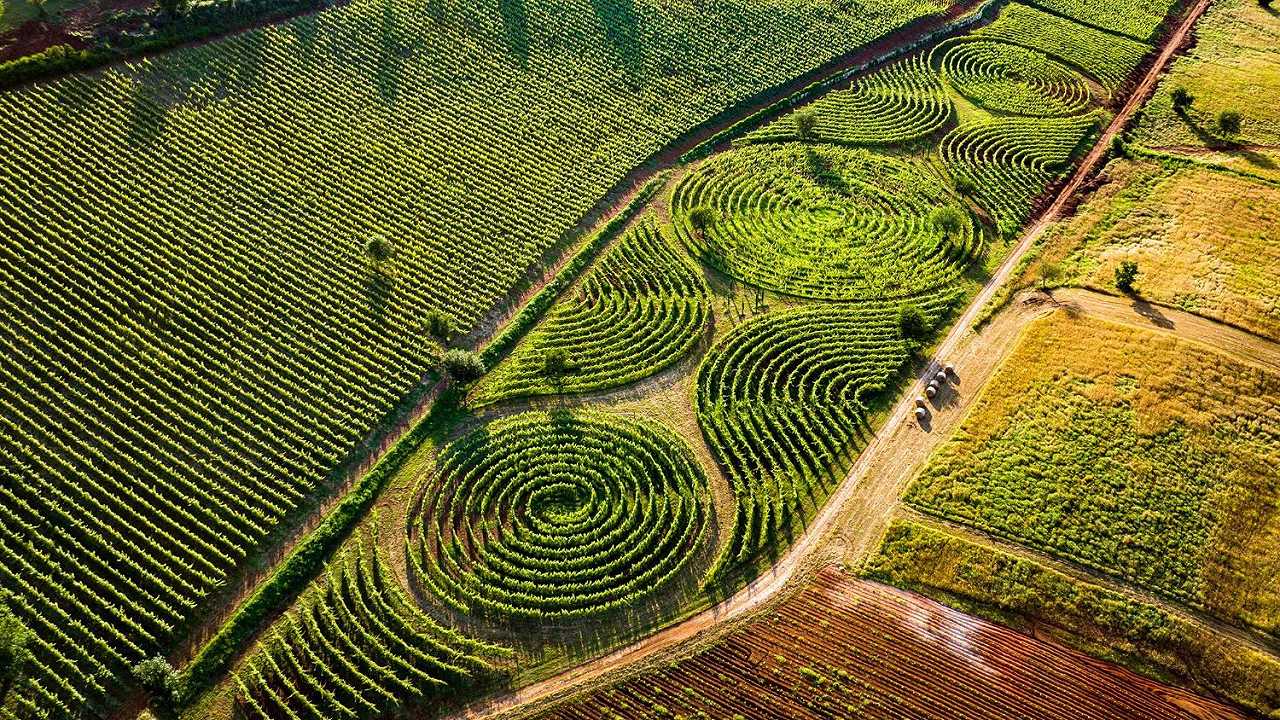 Nel Lazio nasce Limito, il vigneto labirinto più grande al mondo