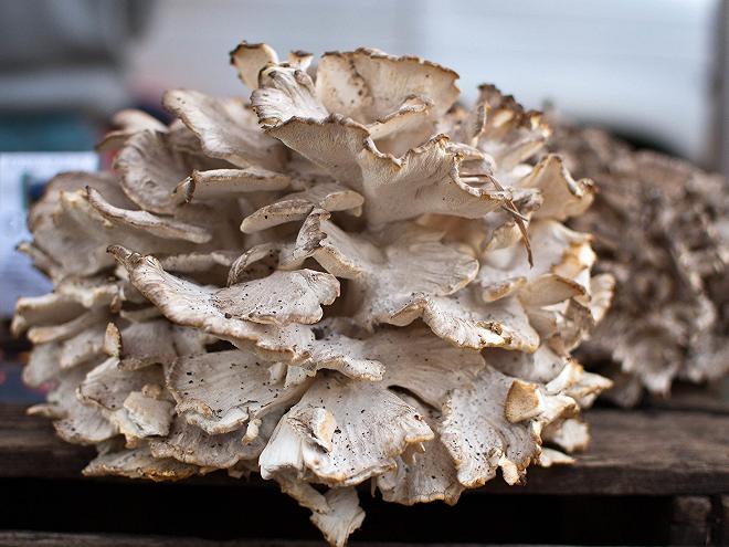 funghi-asiatici-maitake