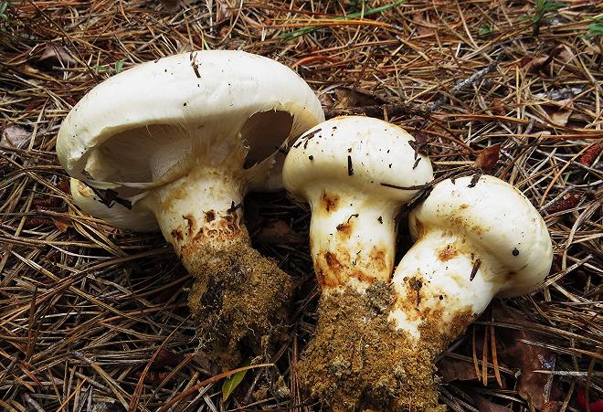 funghi-asiatici-matsutake