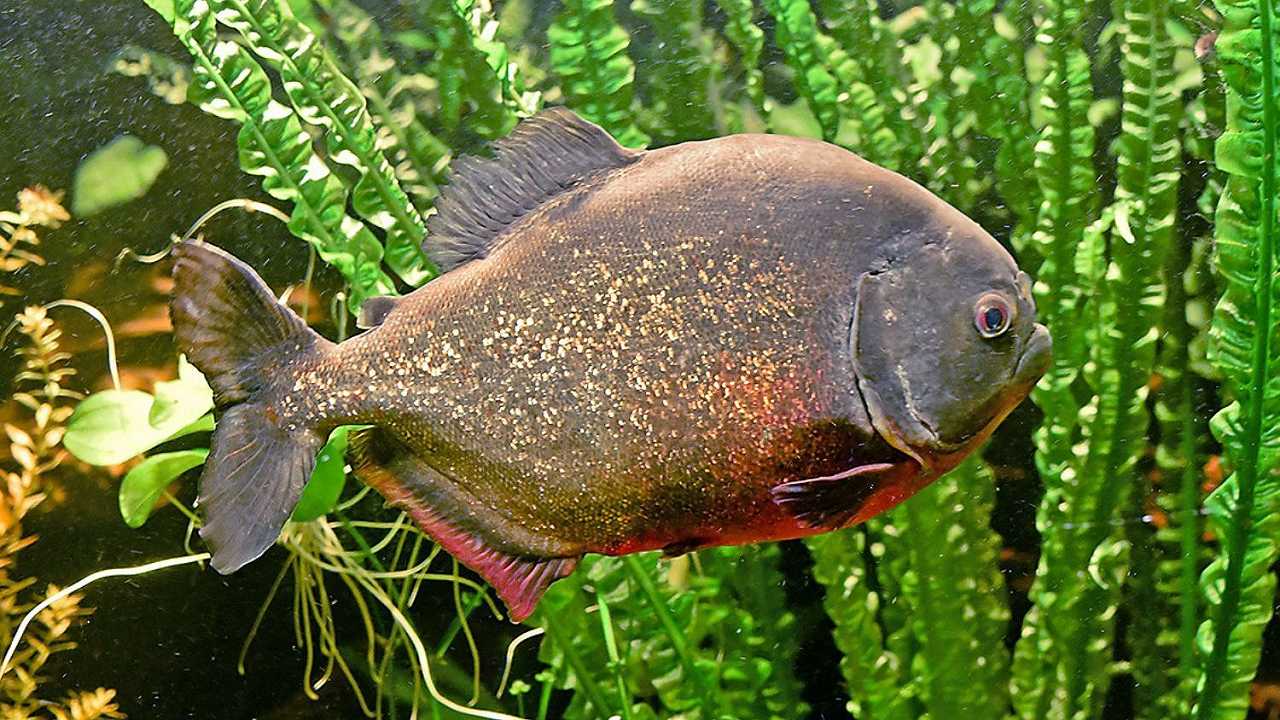 I piranha vegetariani esistono, e hanno lo stesso nome di un personaggio del Signore degli Anelli