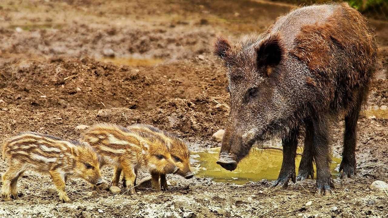 La nuova piaga dell’agricoltura sembrano essere i cinghiali: ma di chi sono le colpe?