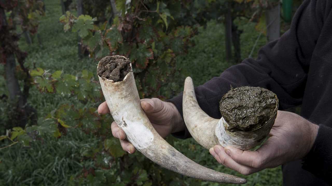 Siete vegani? Allora non potete bere vini biodinamici