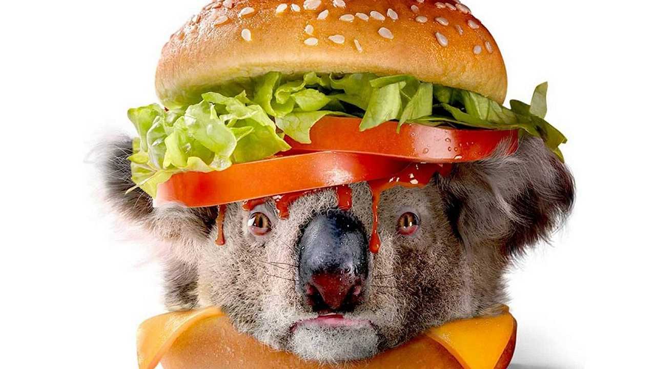 Ecco il Koala Burger: la campagna shock di Greenpeace contro McDonald’s