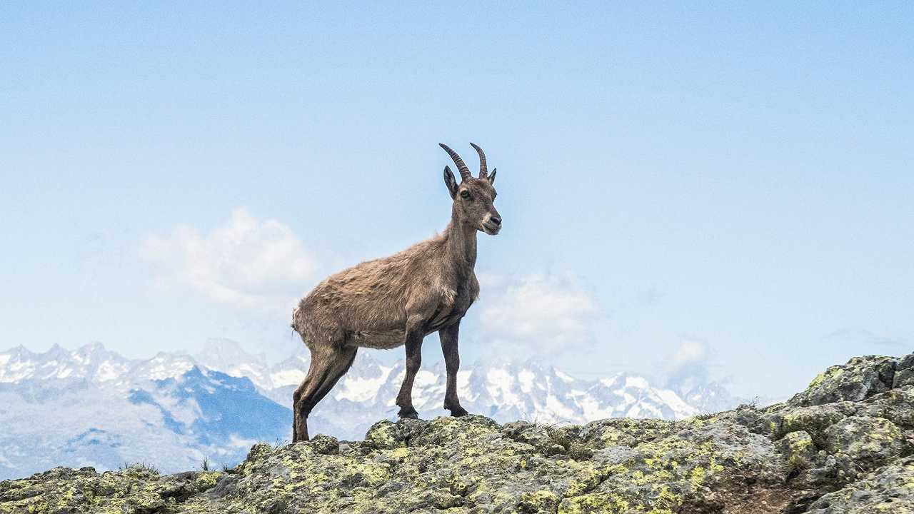 Bonelli vs Lega: “Il governo Meloni è odiatore seriale degli animali”