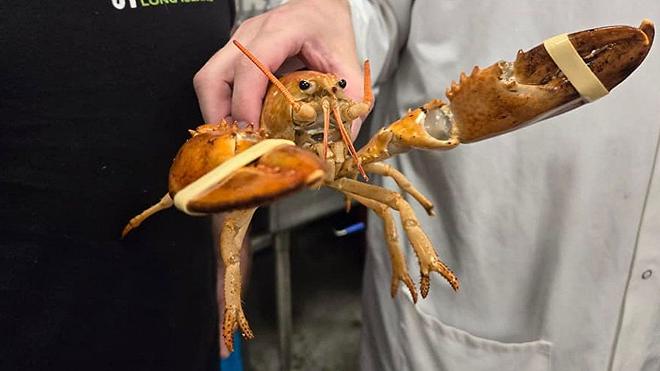 aragosta arancione