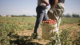 Caporalato e controlli sul lavoro: il nuovo decreto fa felici gli irregolari, specie nel settore agricolo