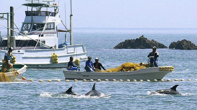 Caccia ai delfini in Giappone