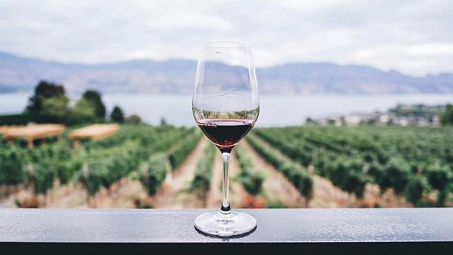 vino-rosso-vigne