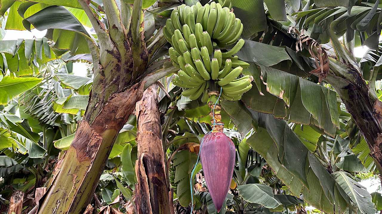 Il Plátano de Canarias IGP: la banana più buona e sostebile che stiamo ignorando