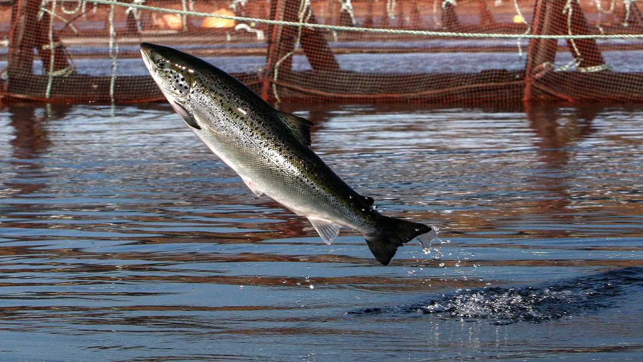 Per Capodanno mangiate salmone? Allora dovreste leggere questo report