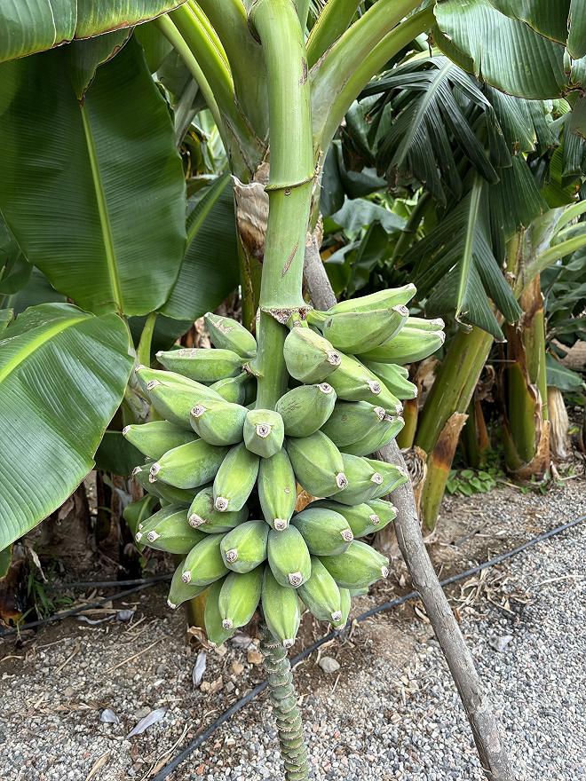 Il Plátano de Canarias IGP