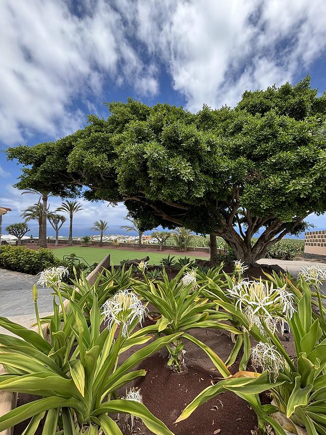 Il Plátano de Canarias IGP