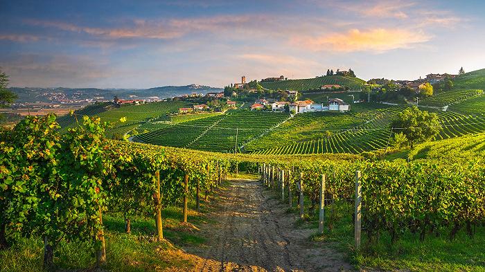 Il nuovo Codice della Strada spaventa i produttori di vino delle Langhe