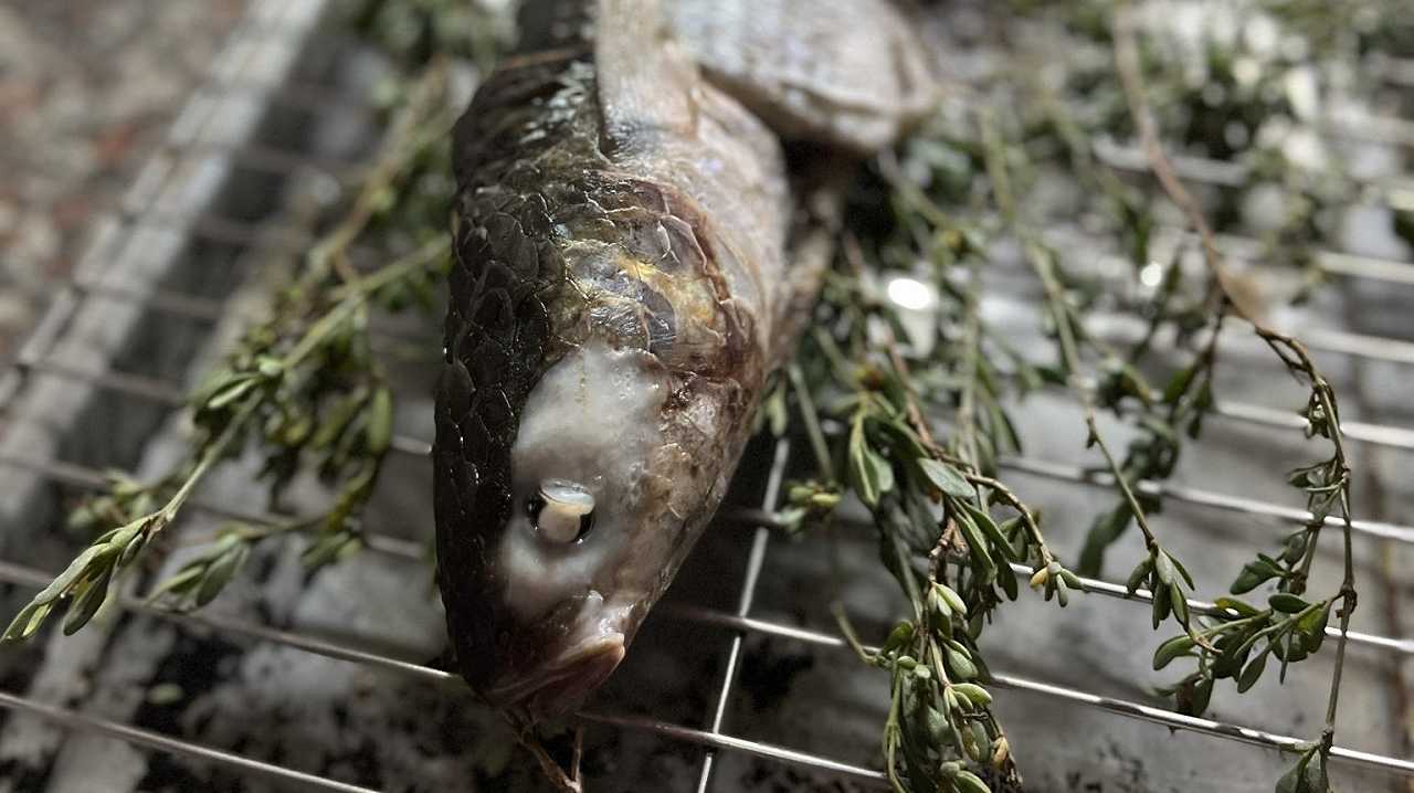 La carne di muggine è buonissima, facendoci la merca: oltre la bottarga