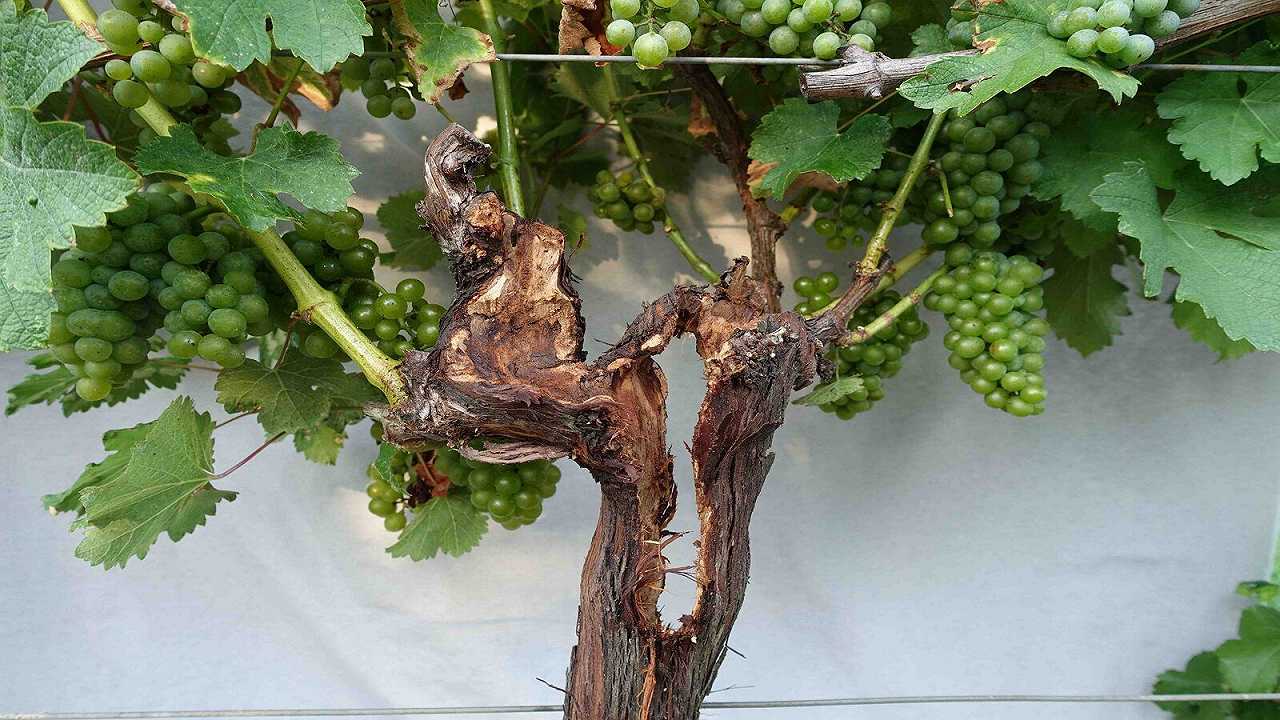 Vino: arriva il fertilizzante per le viti a base di urina