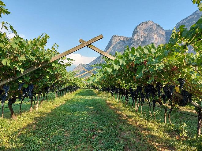 Zona Produzione Teroldego Rotaliano Trentino