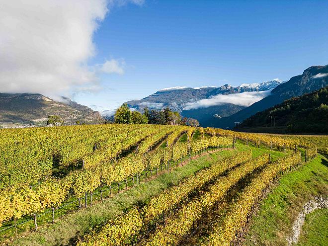 Zona Produzione Schiava Trentino